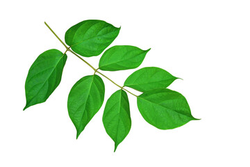 Naklejka na ściany i meble Branch of Green leaves isolated on a white background. with Clipping paths