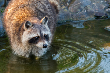 North American raccoon (Procyon lotor), native to North America, washing food in water from brook /...