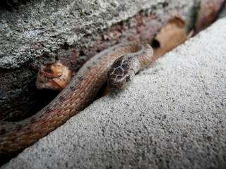 Garter snake