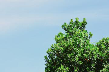 Green leaves tree a lot of isolated on blue sky
