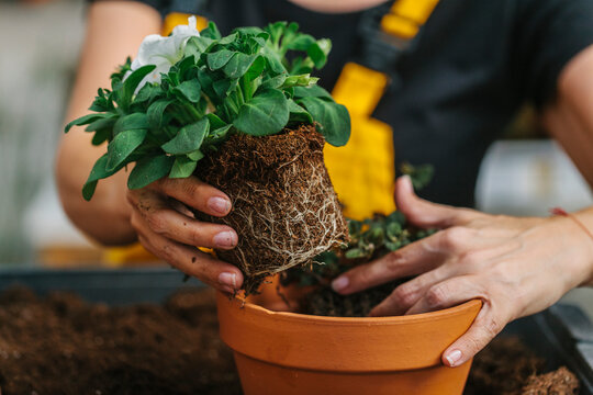 Unrecognizable man transplanting a flower