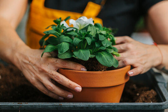 Unrecognizable man transplanting a flower