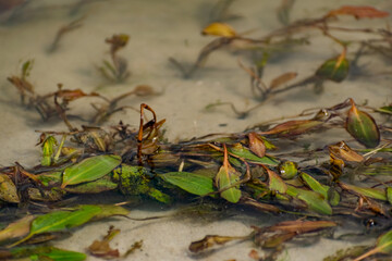 Multi-colored algae in the river don. Deciduous plants with green, maroon and brown leaves under water, near the shore, in shallow water with a sandy bottom