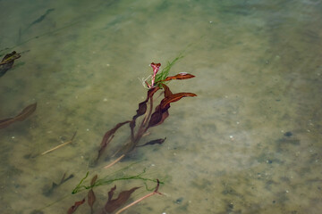 Multi-colored algae in the river don. Deciduous plants with green, maroon and brown leaves under water, near the shore, in shallow water with a sandy bottom