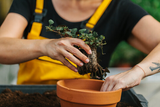 Unrecognizable man transplanting a flower