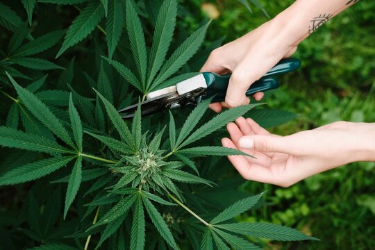 taking care of the marijuana cultivation