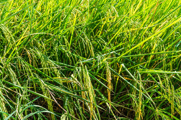 Close up green rice crop in the field in summer.