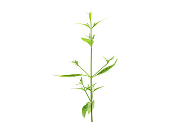 Fototapeta na wymiar Fresh of Andrographis paniculata plant on white background use for herbal product