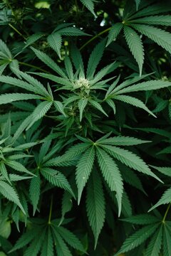 Huge weed plant in the foreground.