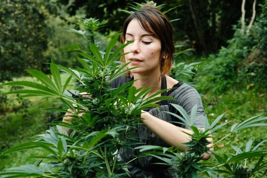 taking care of the marijuana cultivation