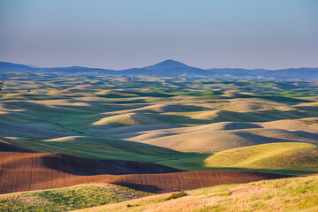 Rolling green wheat fields in the Palouse region of eastern Washington, USA