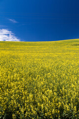 Blooming yellow Canola field with deep blue sky in summer, in Palouse, Washington, USA.