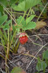 strawberries in the garden close-up, edge berry on a branch
