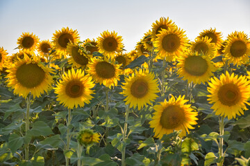 sunflower field at sunset, many sunflowers