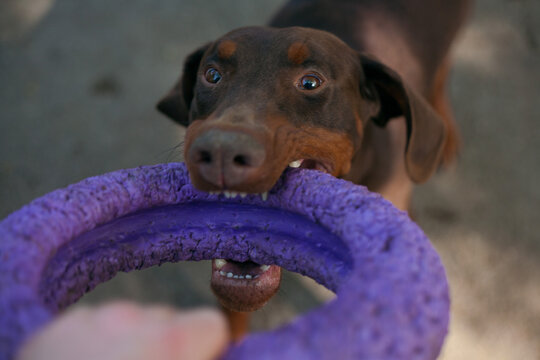 the dog is playing with the owner