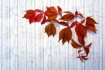Naklejka na ściany i meble Saisonaler Herbst Hintergrund. Rahmen mit bunten Blättern, Kastanien, weißes Holz 