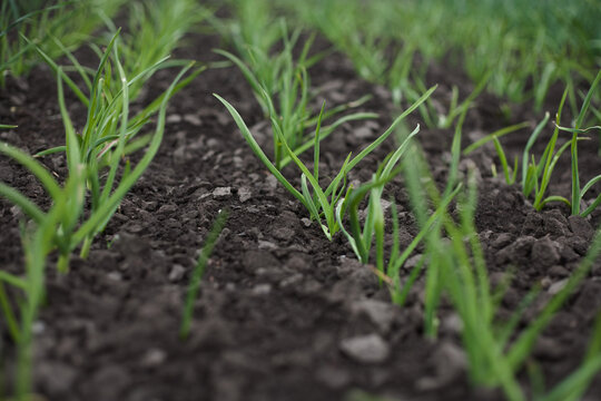 rows of young garlic