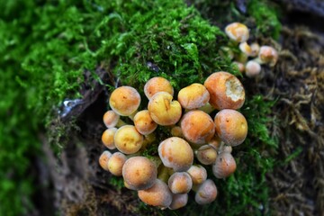 mushrooms in the forest