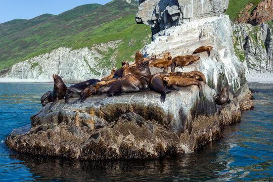Seals sunbathing on a rock