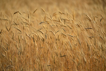 wheat stalks in the field, wheat close-up