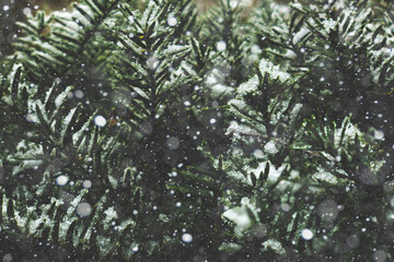 Festive Evergreen Winter Christmas Holiday Background Texture with White Falling Snow and Pine Tree Fir Branches, Copy Space