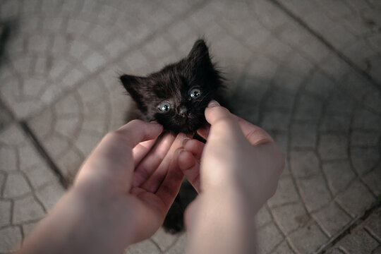 girl stroking the chin of a black kitten