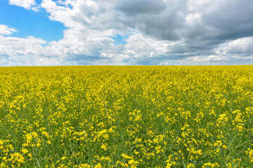 Fototapeta premium yellow rapeseed field, yellow rapeseed field