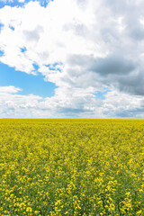 Obraz premium yellow rapeseed field, yellow rapeseed field