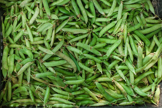 many unpeeled peas in a box top view
