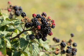 Wild ripe Bramble Bush Berries, Rubus, with selective focus