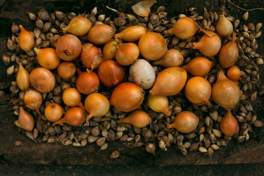 onion and garlic