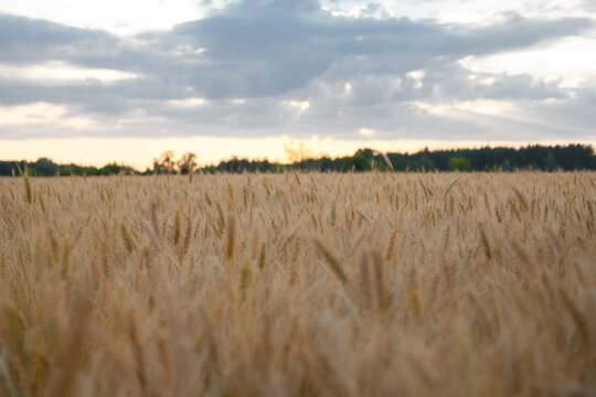 wheat and sky
