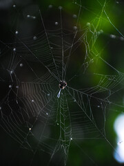 Spider web on a tree 