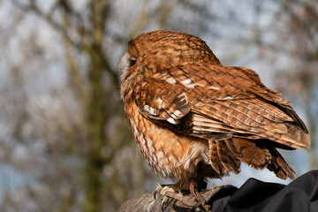 Falconry Tawny Owl, Strix aluco, perched on falconer glove with Winter tree backdrop