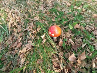 mushroom in the grass
