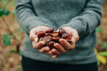 Gathering chestnuts in the woods