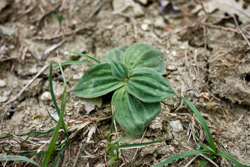 Plantago media