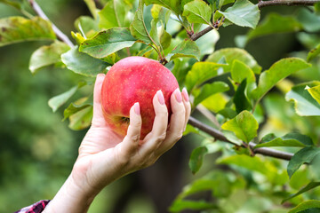 Woman picking ripe apple
