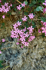 Obraz premium Saponaria ocymoides