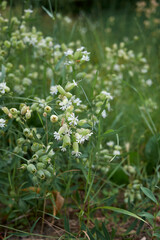 Silene vulgaris