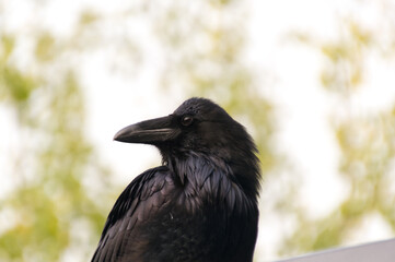 Close up of a Large Black Raven