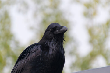 Close up of a Large Black Raven