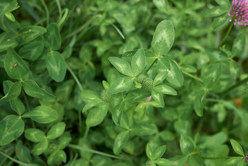 Trifolium pratense