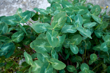 Trifolium pratense
