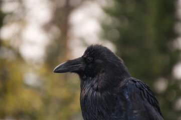 Close up of a Large Black Raven