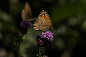 Großes Ochsenauge ( Maniola jurtina) im Naturschutzgebiet Mittelbruch in Berlin 