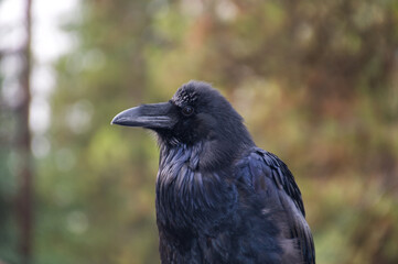 Close up of a Large Black Raven