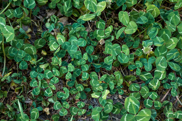 Trifolium repens