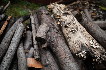 Firewood in a humid environment, some mushrooms grew out of the wood.