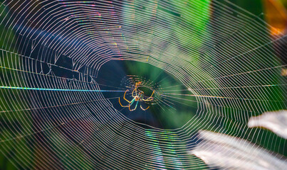 elaraña